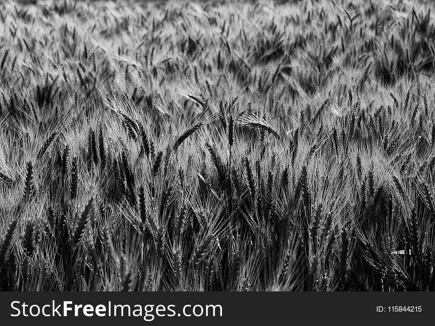 Grayscale of Wheat Digital Wallpaper