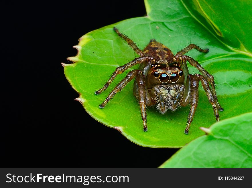 Brown Jumping Spider on Green Leaf Plant