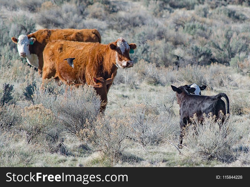 Brown and White Cattle