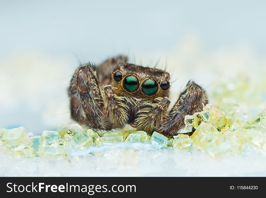 Brown Jumping Spider in Macro Photography