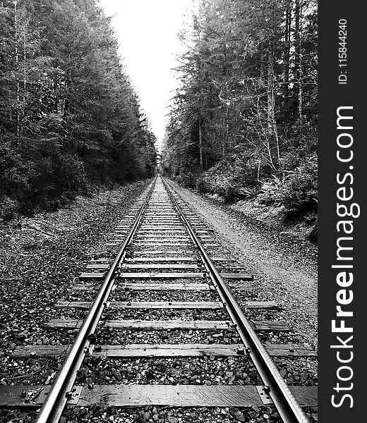 Grayscale Photography of Railway Surrounded by Trees