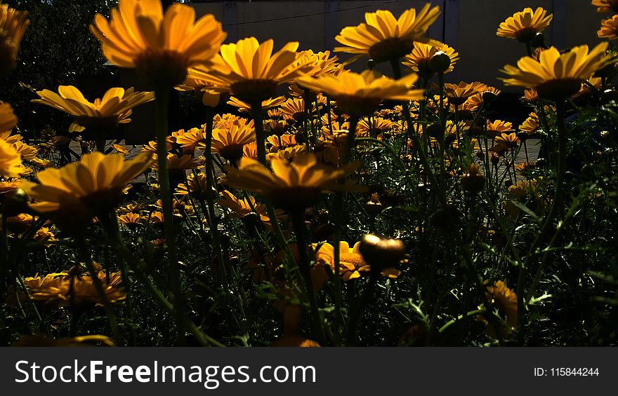 Low Angle Photography of Sunflower Field