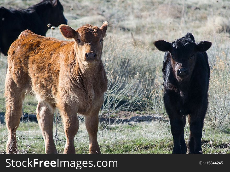 Brown and Black Cattle