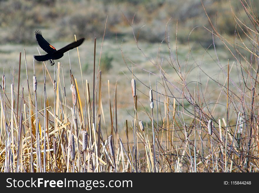 Black Bird On Brown Grass