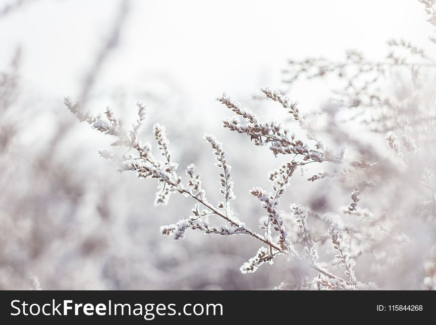 Selective Focus Photography Of White Petaled Flower Plant