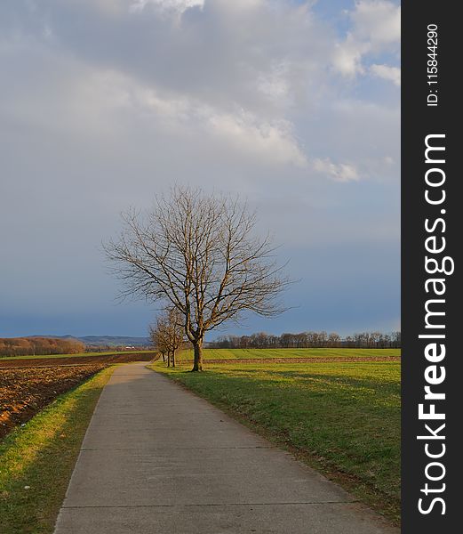 Leafless Tree