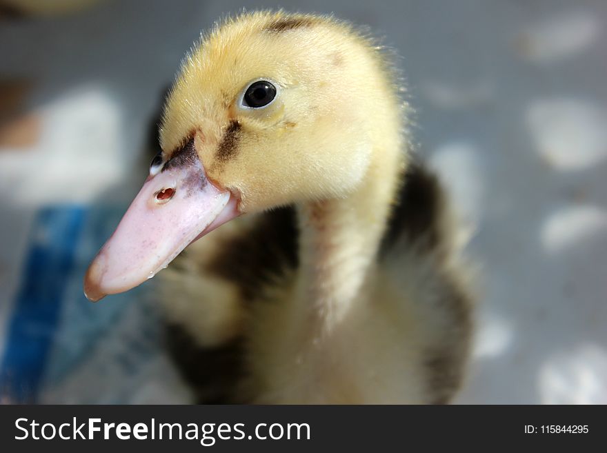 Close Up Photography of Yellow and Black Duckling