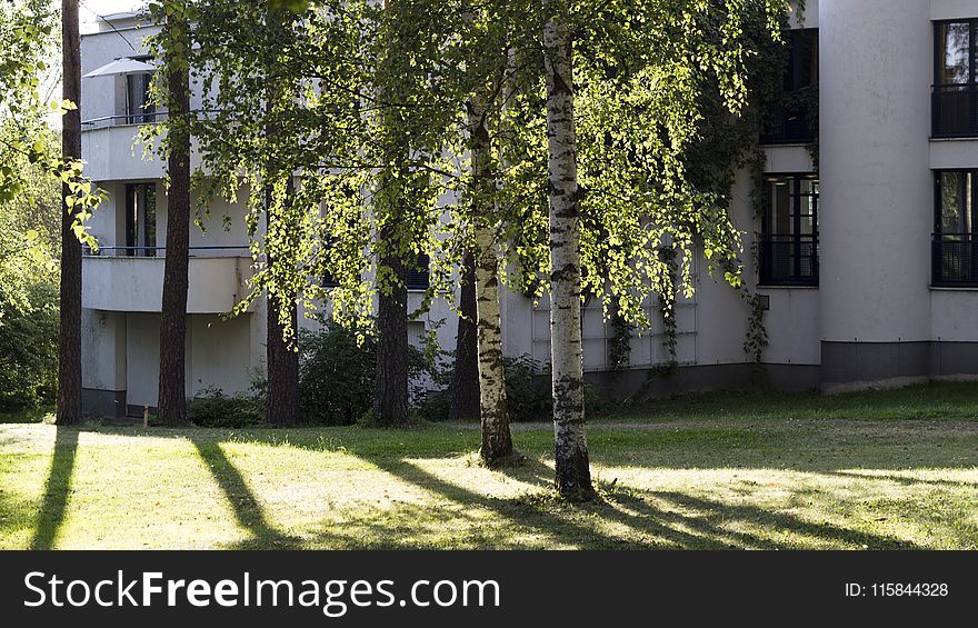 Birch Trees Beside the White Building