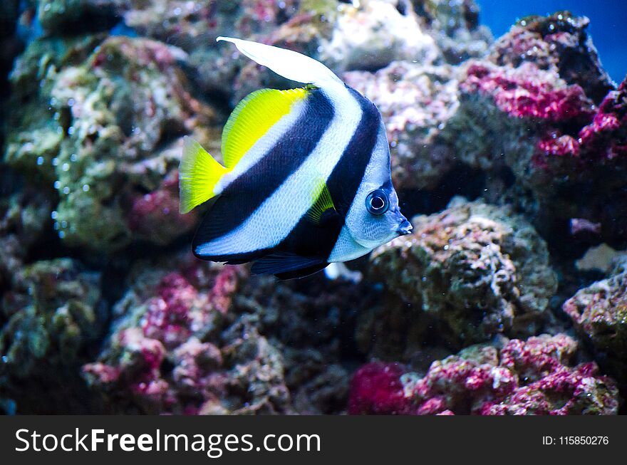 Beautiful aquarium fish floating in clear water against the background of stones and seaweed. Beautiful aquarium fish floating in clear water against the background of stones and seaweed