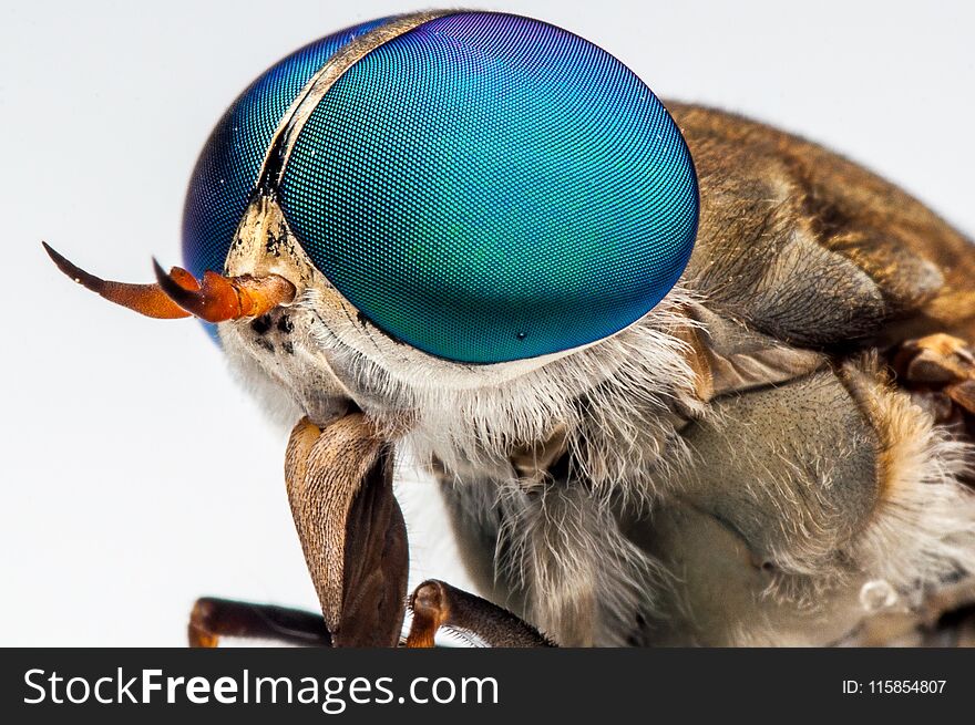 Close up of flyes with blue eye. Close up of flyes with blue eye