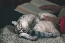 Woman Reads Book Cuddling Domestic Cat Lying On Side. Selective Focus On Cat, Close Up. Toned Image. Stock Images