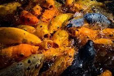 Huge Hungry Koi Fish Royalty Free Stock Photography