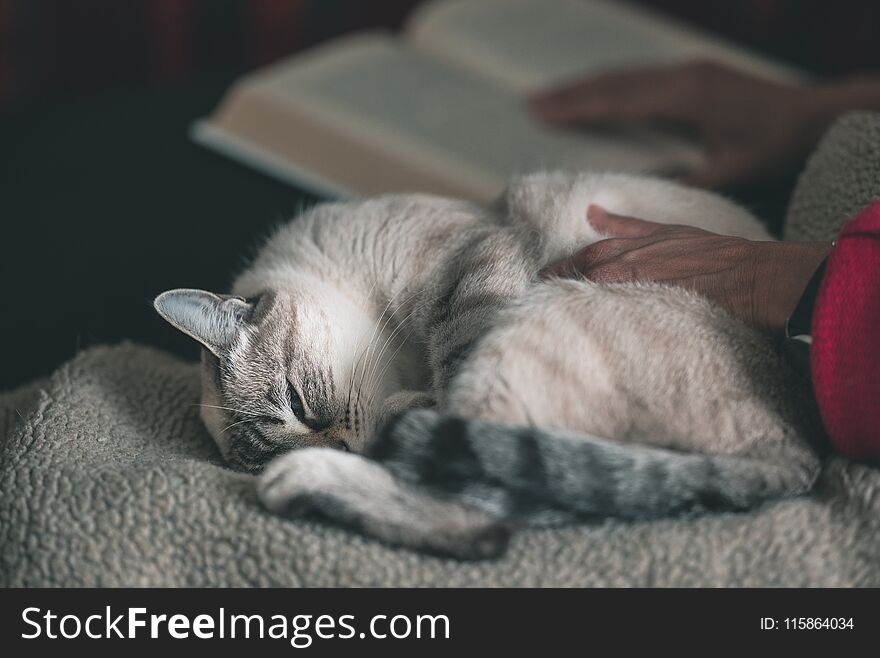 Woman reads book cuddling domestic cat lying on side. Selective focus on cat, close up. Toned image.