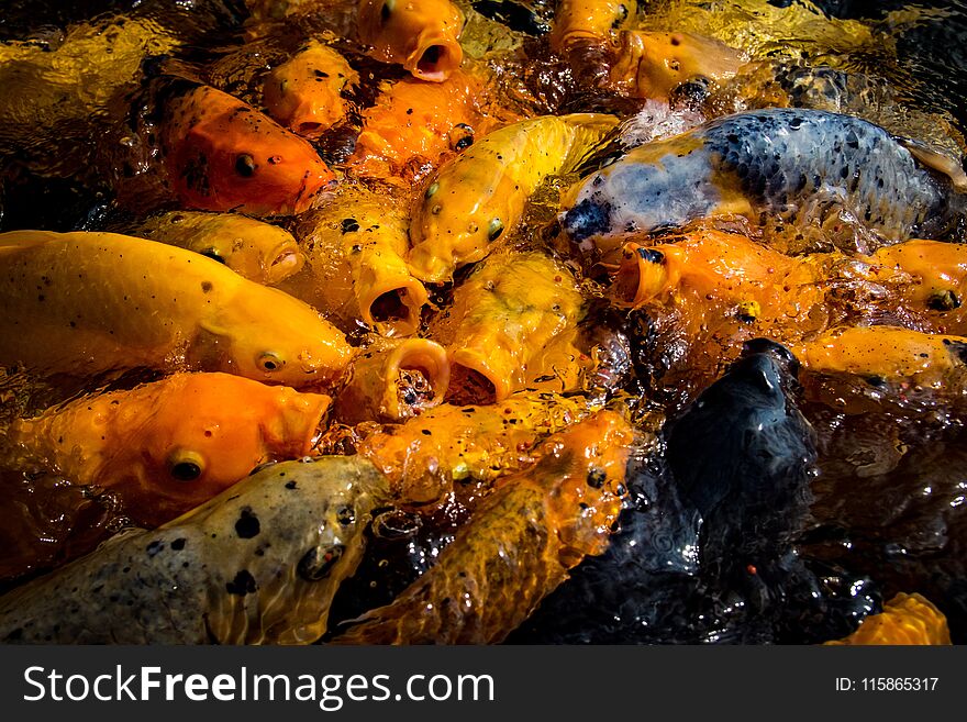 Hungry Koi Fish in Tirta Gangga Water Palace. Hungry Koi Fish in Tirta Gangga Water Palace