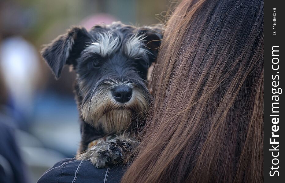 Funny terrier dog sits at the woman`s hands 2. Funny terrier dog sits at the woman`s hands 2