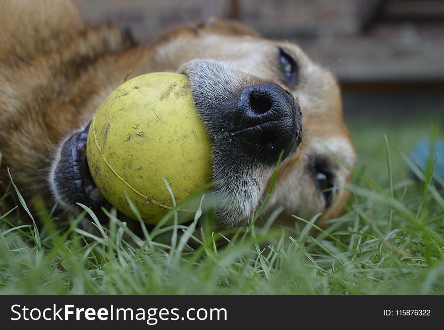 Dog Breed, Fauna, Dog, Snout