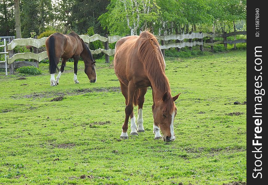 Horse, Pasture, Grazing, Grass