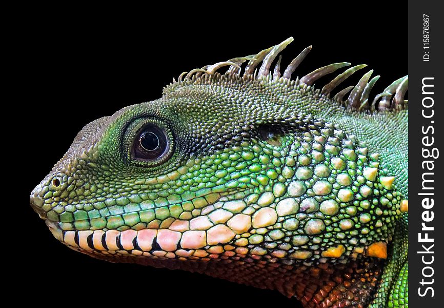 Reptile, Scaled Reptile, Fauna, Iguana