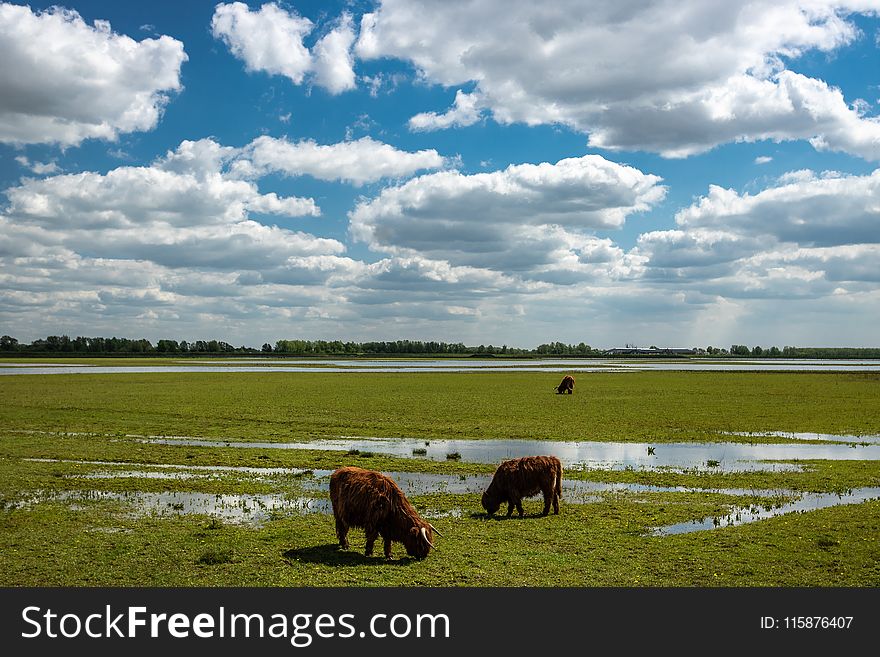 Grassland, Cloud, Sky, Pasture