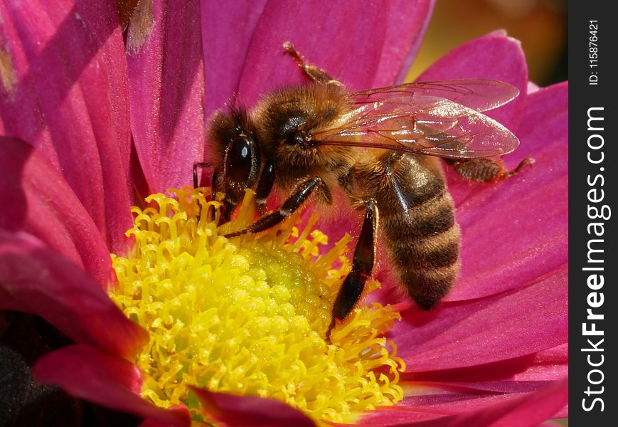 Honey Bee, Bee, Insect, Nectar