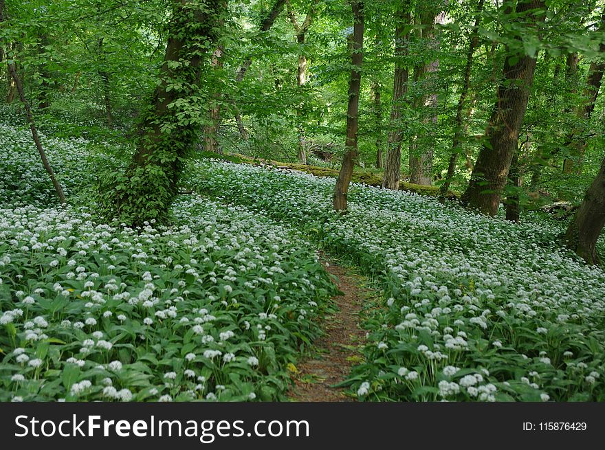 Vegetation, Woodland, Ecosystem, Nature Reserve