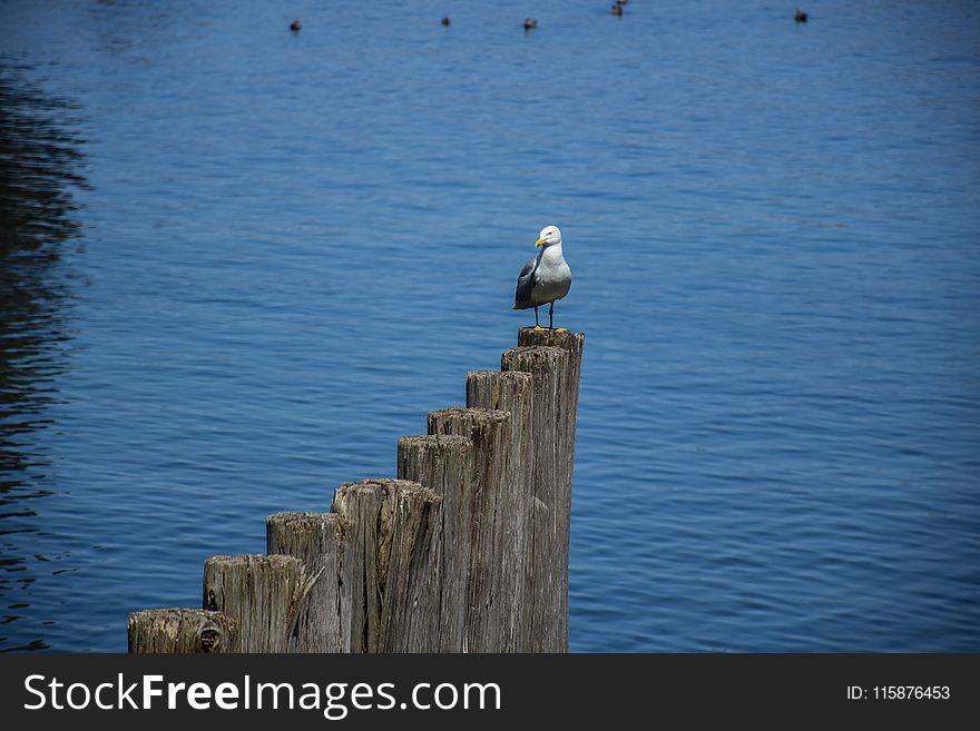 Bird, Sea, Water, Sky