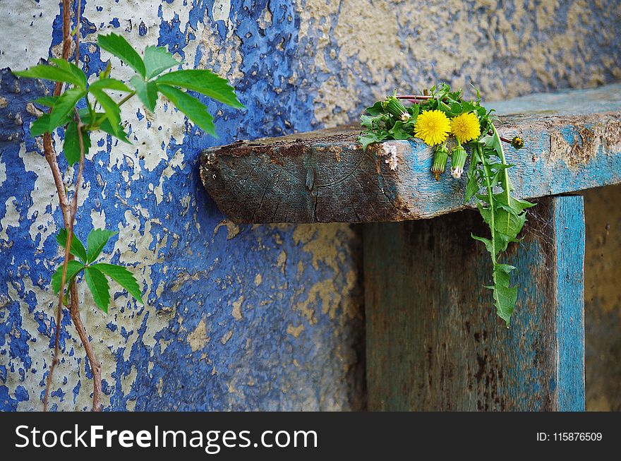 Flower, Leaf, Flora, Wall