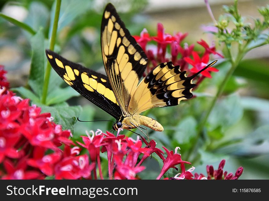 Butterfly, Moths And Butterflies, Insect, Brush Footed Butterfly