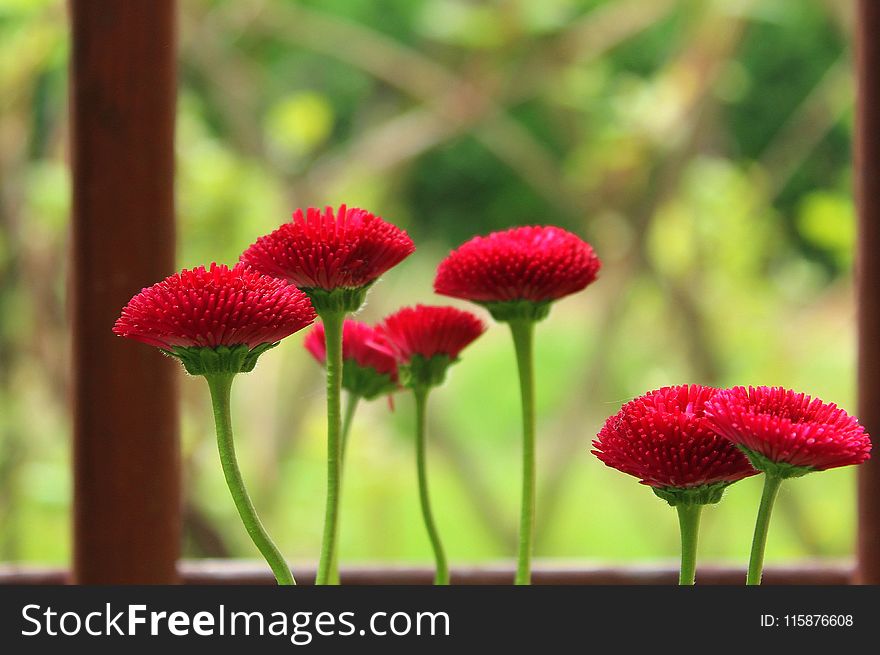 Flower, Flora, Plant, Close Up