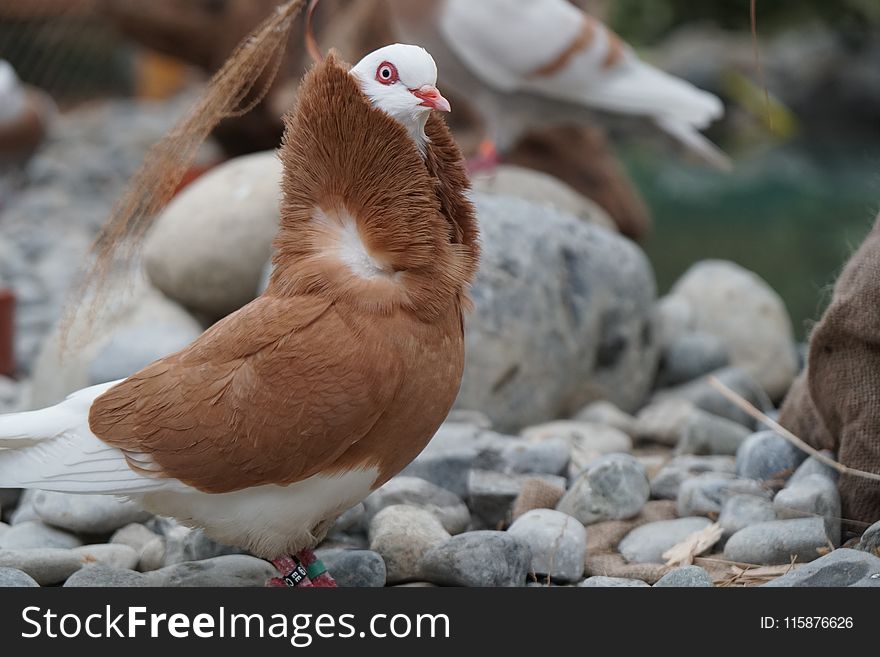 Fauna, Bird, Beak, Pigeons And Doves