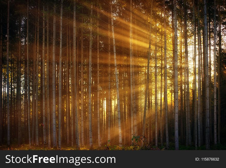 Nature, Forest, Light, Sunlight