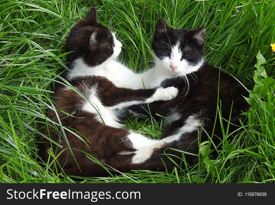 Cat, Fauna, Small To Medium Sized Cats, Grass