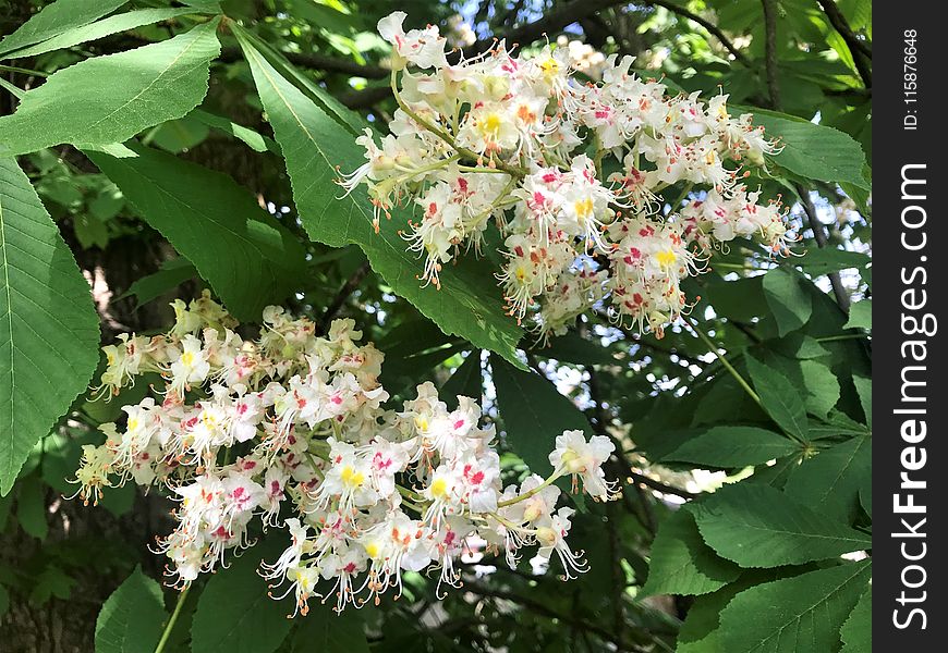 Plant, Flora, Flower, Flowering Plant