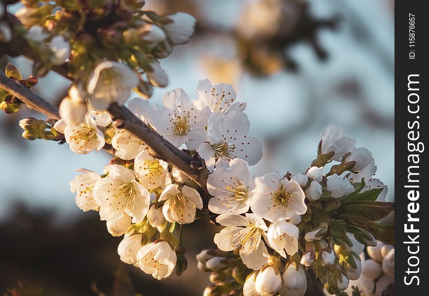 Blossom, Spring, Cherry Blossom, Branch