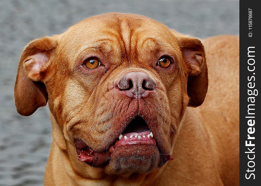 Dog, Dog Like Mammal, Dog Breed, Dogue De Bordeaux