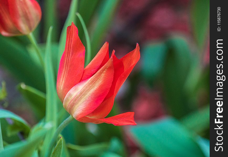 Flower, Plant, Tulip, Flora
