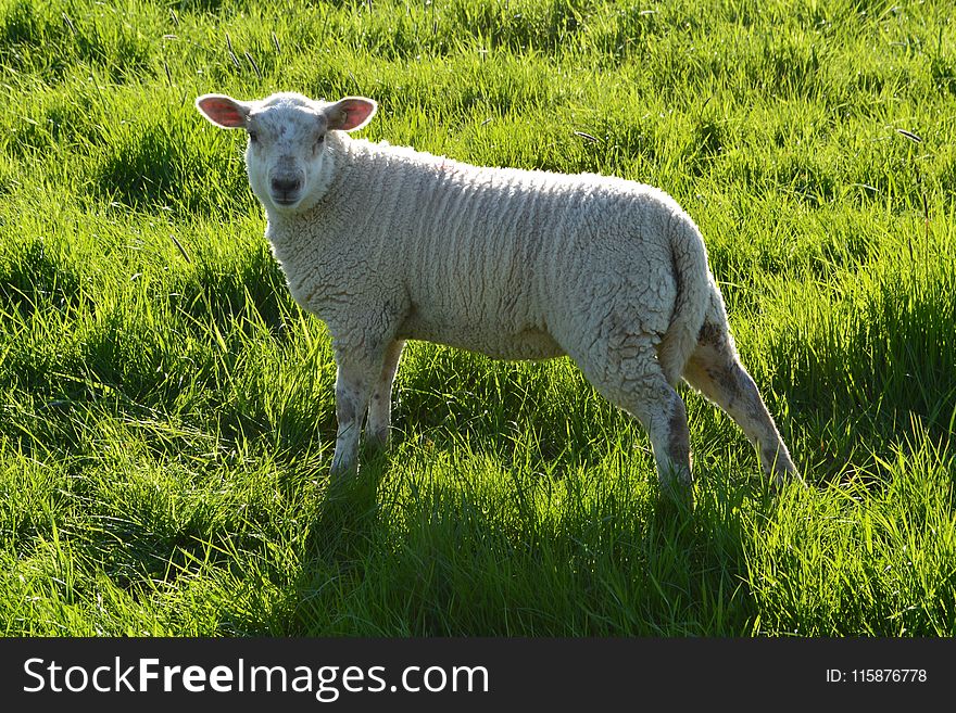 Grassland, Sheep, Pasture, Grazing