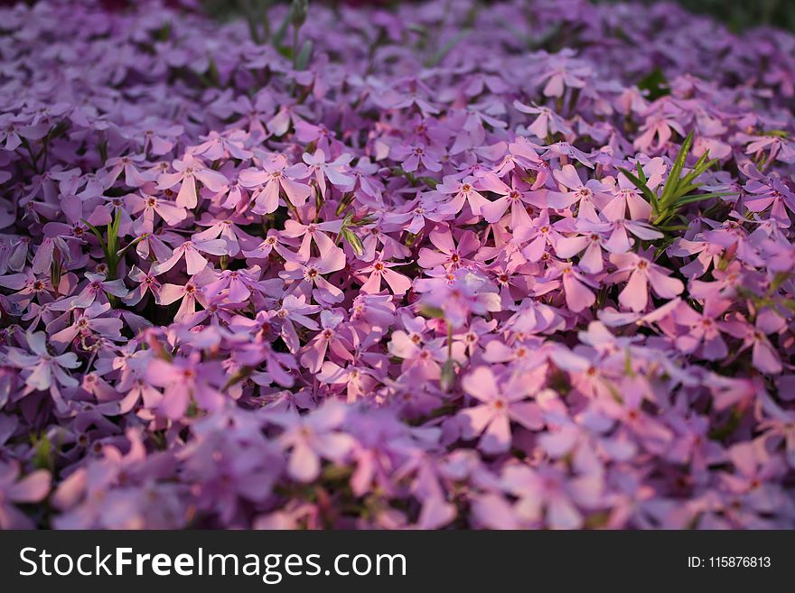 Flower, Plant, Purple, Lilac