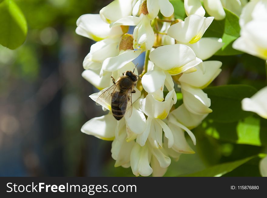 Bee, Honey Bee, Flower, Flora