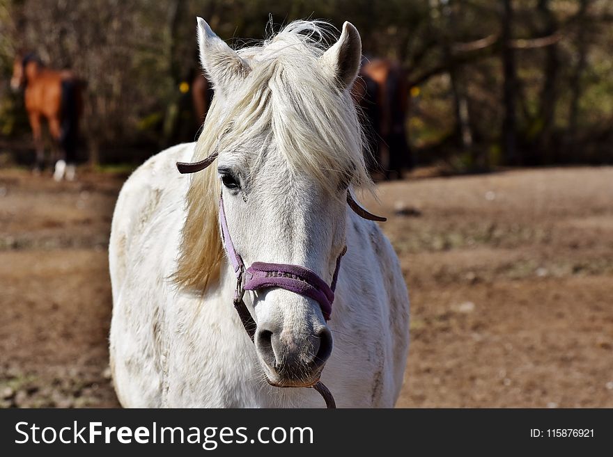 Horse, Horse Like Mammal, Mane, Mare