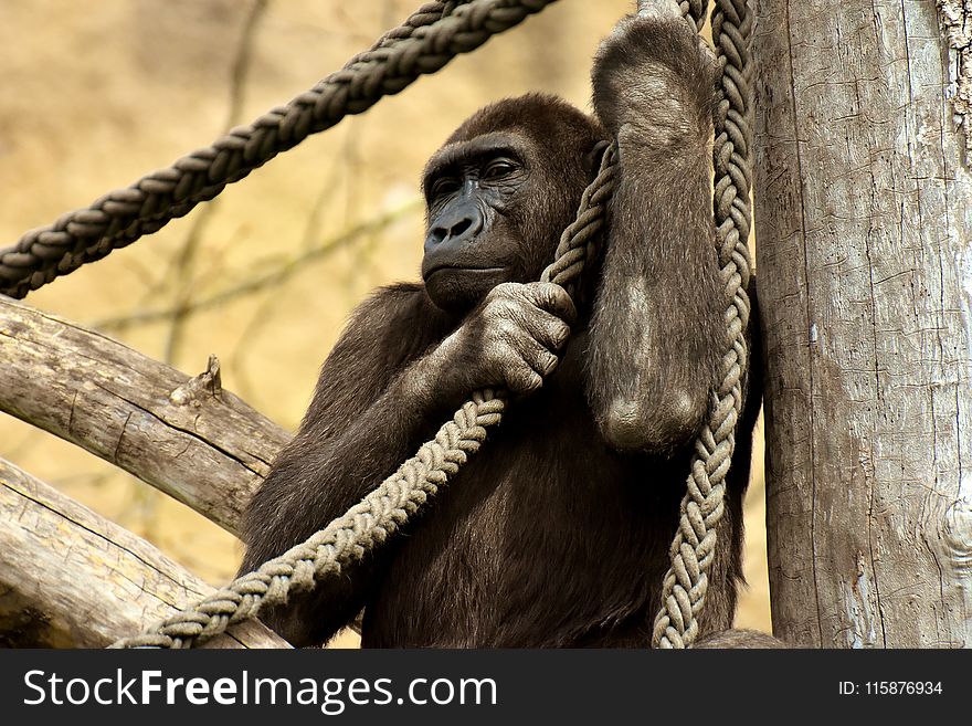 Fauna, Great Ape, Primate, Common Chimpanzee