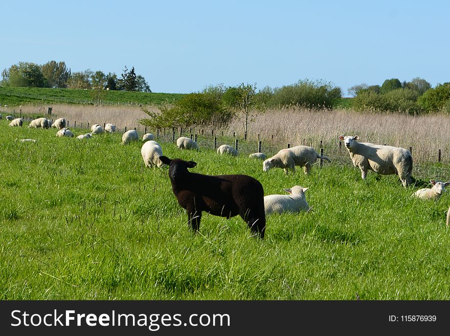 Pasture, Grassland, Grazing, Goats