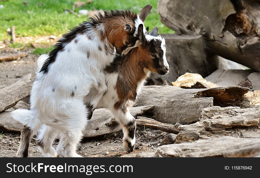 Goats, Goat, Wildlife, Livestock