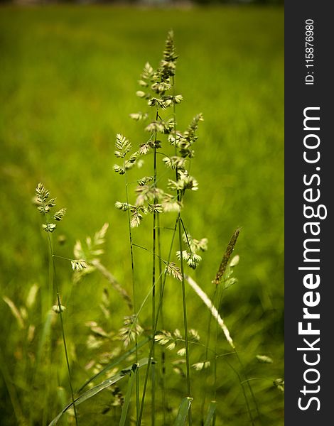 Grass, Plant, Vegetation, Flora