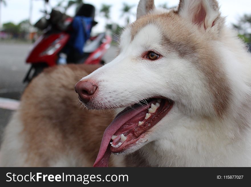 Siberian Husky, Sakhalin Husky, Dog, Dog Breed