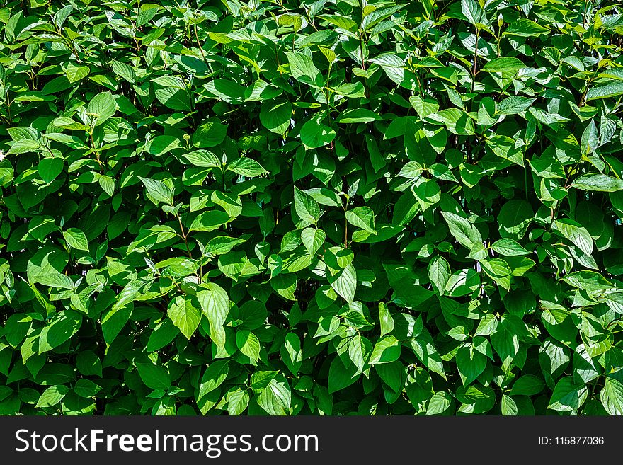 Plant, Leaf, Grass, Groundcover