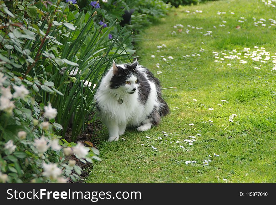 Cat, Grass, Small To Medium Sized Cats, Lawn