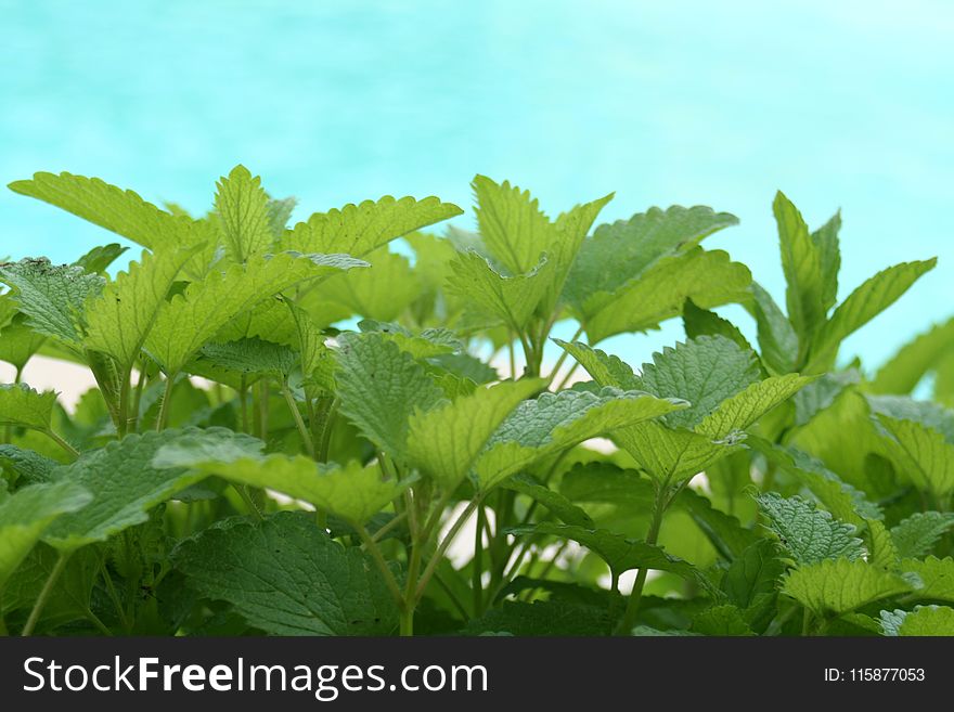 Vegetation, Plant, Leaf, Herb