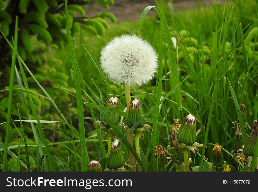 Grass, Vegetation, Plant, Flora