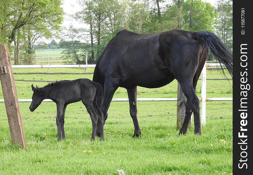 Horse, Mare, Pasture, Horse Like Mammal